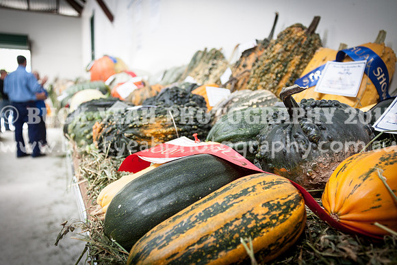Stroud Show 42
