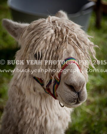 Stroud Show 47