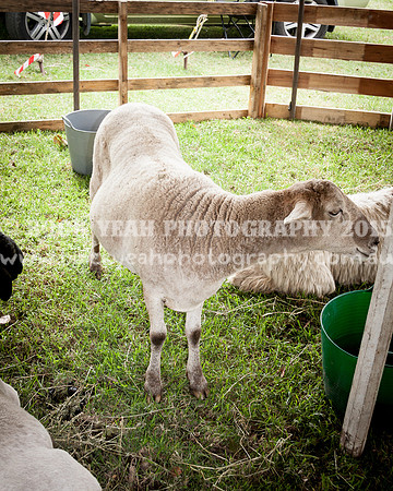 Stroud Show 48