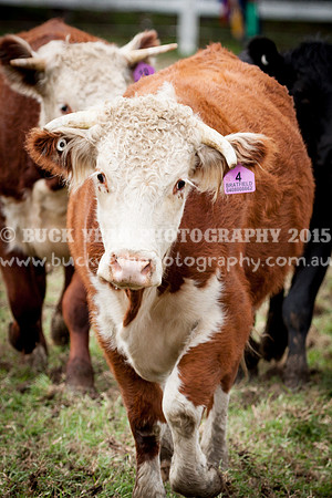 Stroud Show 97