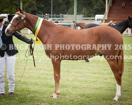 Stroud Show 142