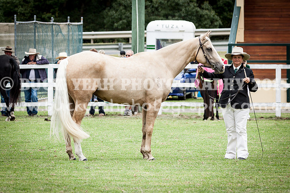 Stroud Show 146