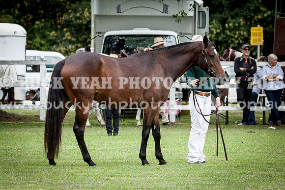 Stroud Show 148