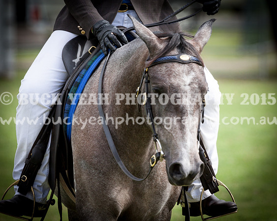 Stroud Show 203