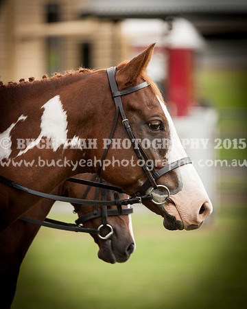 Stroud Show 208