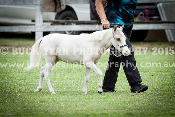 Stroud Show 156