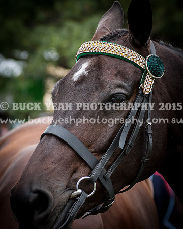 Stroud Show 124