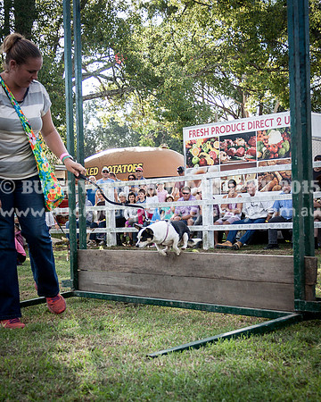 Stroud Show 288