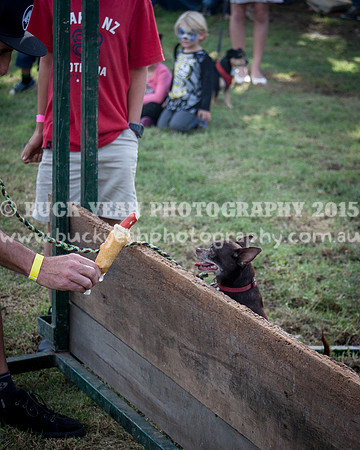 Stroud Show 290