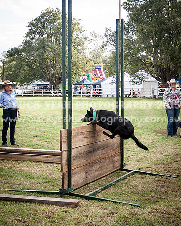 Stroud Show 304