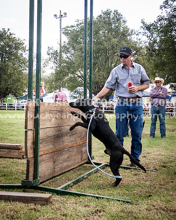 Stroud Show 305