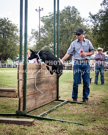 Stroud Show 306