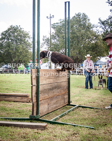 Stroud Show 307
