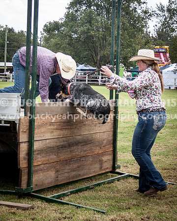 Stroud Show 309
