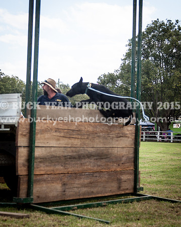 Stroud Show 312