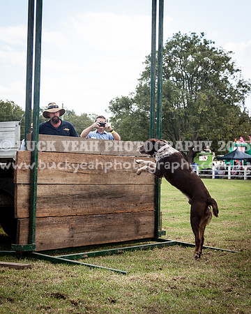 Stroud Show 313