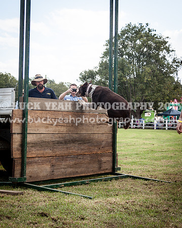 Stroud Show 314