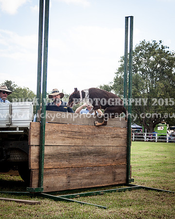 Stroud Show 315