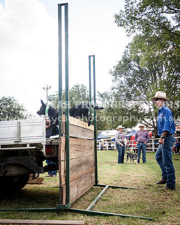 Stroud Show 317