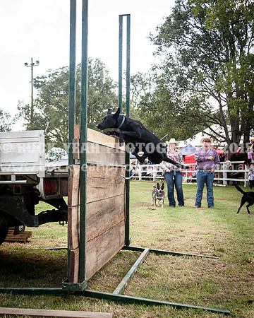 Stroud Show 318