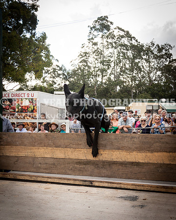 Stroud Show 325
