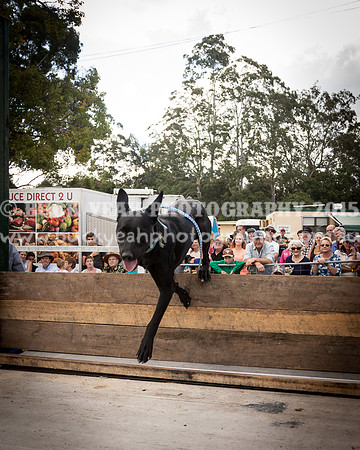 Stroud Show 326