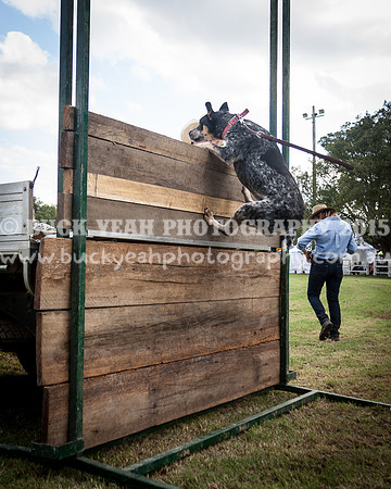 Stroud Show 328