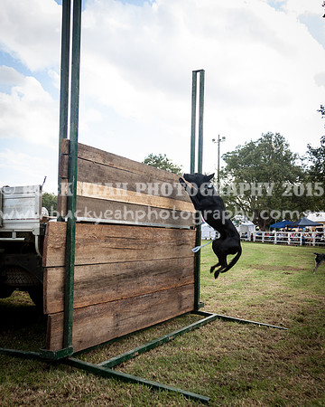 Stroud Show 331