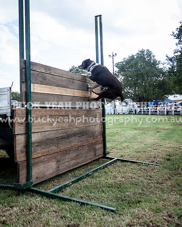 Stroud Show 334