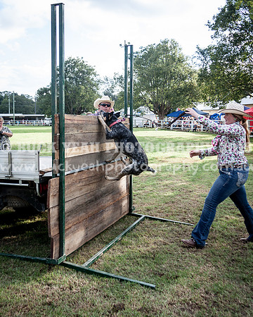 Stroud Show 335