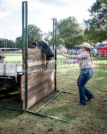 Stroud Show 336