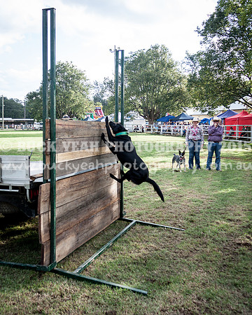 Stroud Show 337