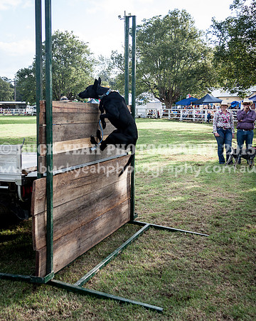 Stroud Show 339