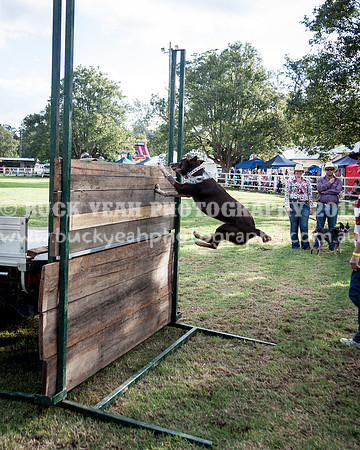 Stroud Show 341