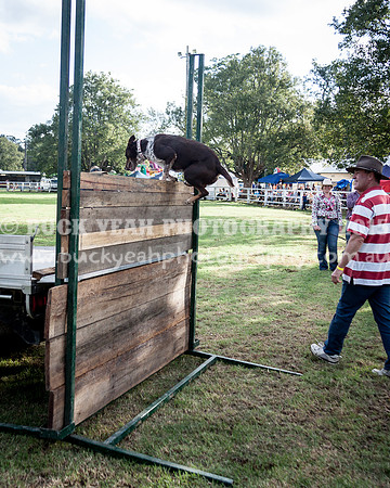 Stroud Show 342