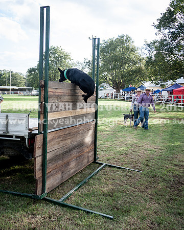 Stroud Show 346