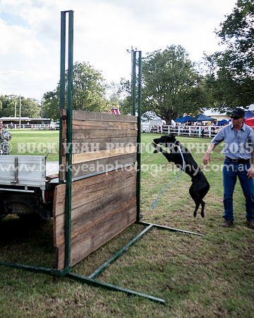 Stroud Show 347