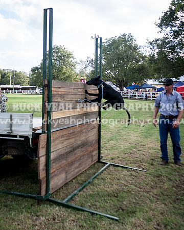 Stroud Show 348