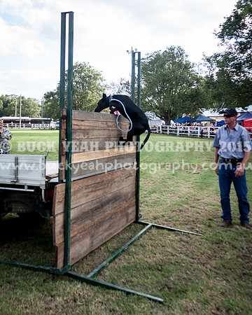 Stroud Show 349