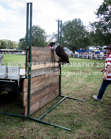 Stroud Show 351