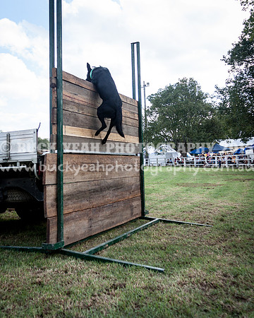 Stroud Show 353