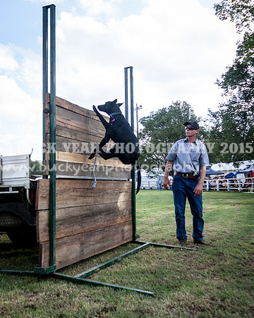 Stroud Show 355