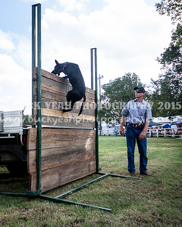 Stroud Show 356