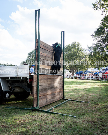 Stroud Show 361