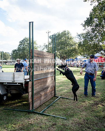 Stroud Show 363