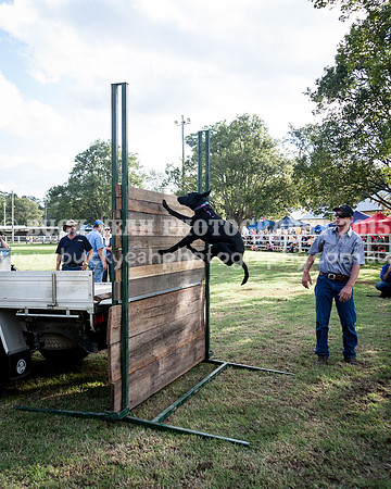 Stroud Show 364