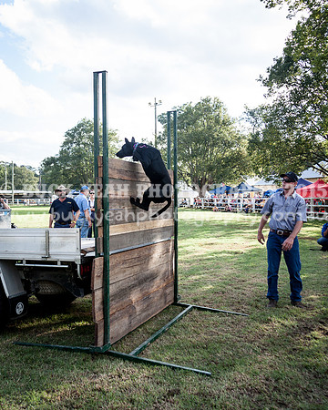 Stroud Show 365
