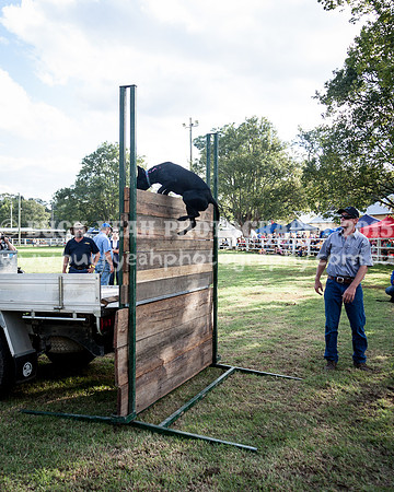Stroud Show 366
