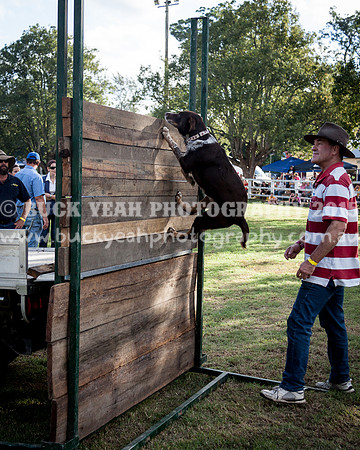 Stroud Show 367