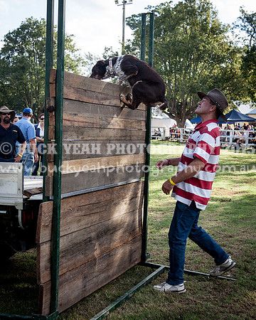 Stroud Show 368